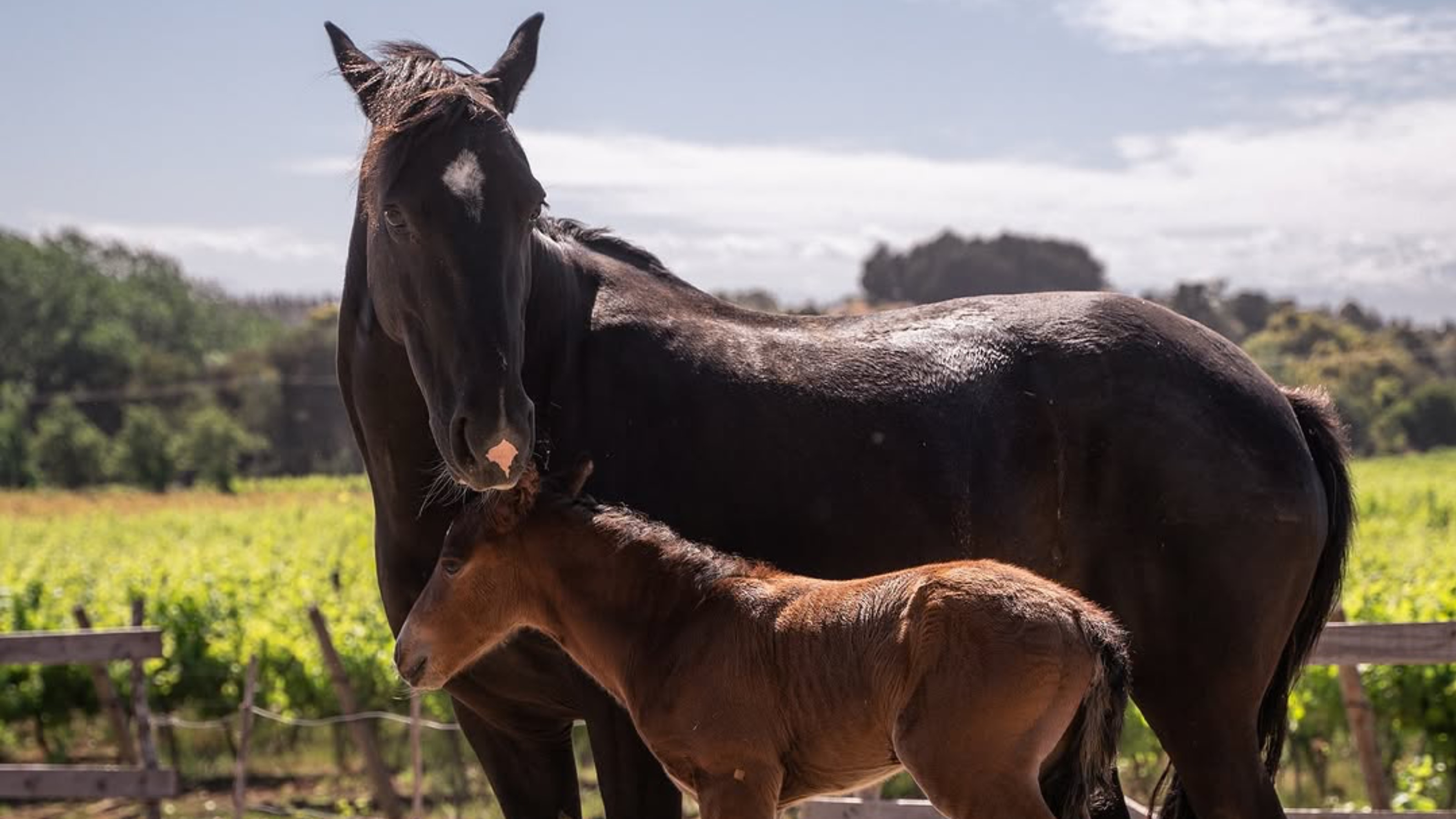 Caballos en el viñedo de Riveras del Chillán