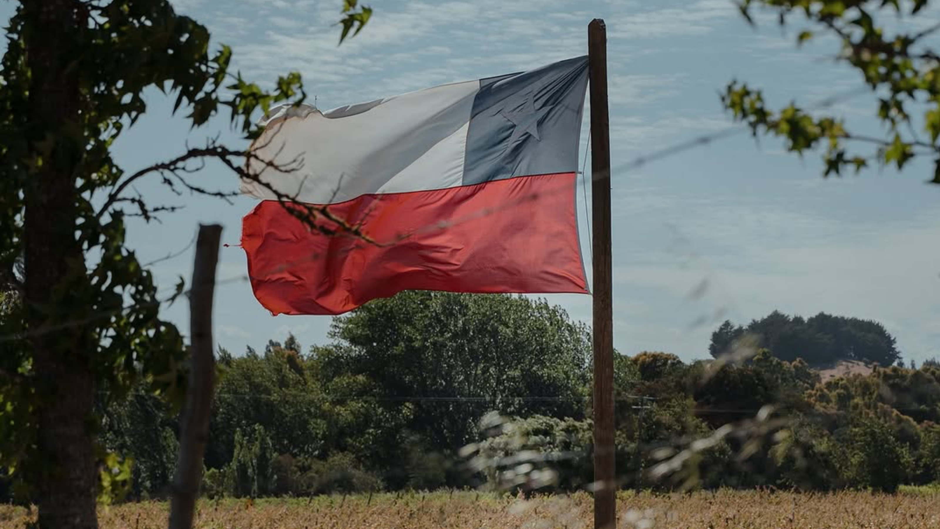 Compromiso de Riveras del Chillán con el viñedo